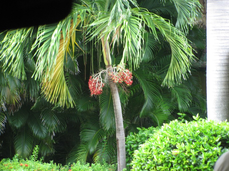 Dominican Republic 609.jpg